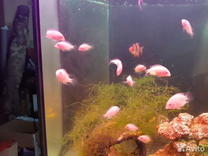 Рыба бесплатно