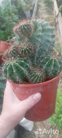 Большой кактус