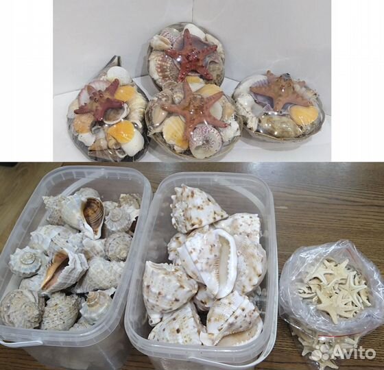 Морские ракушки раковины, звезды морсике