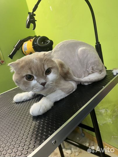 Груминг собак и кошек