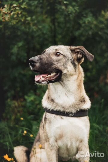 Лучший друг в дар щенок собака