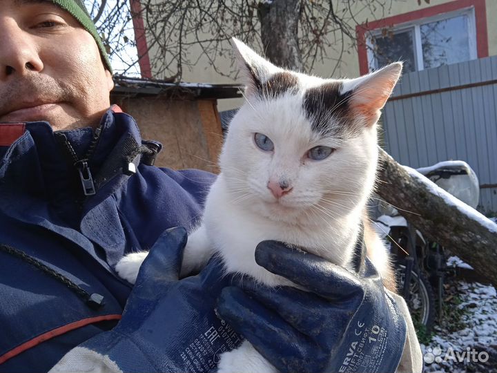 Кошка кот с доставкой