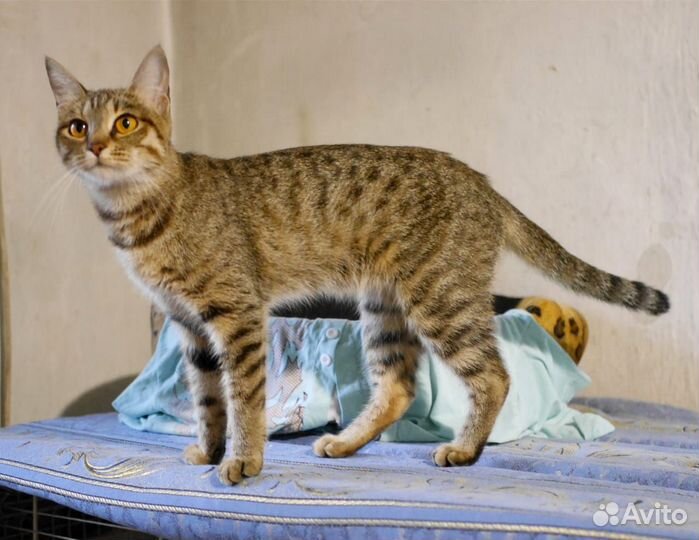 Кошка-Рыся, само очарование