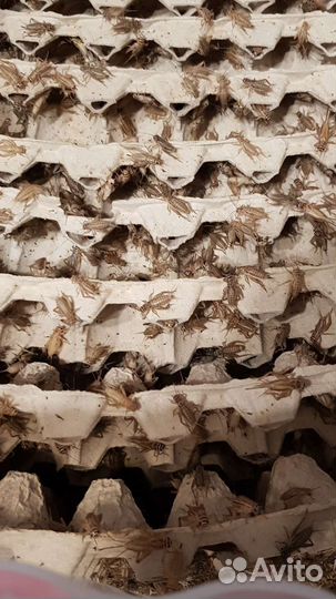 Сверчки домовые