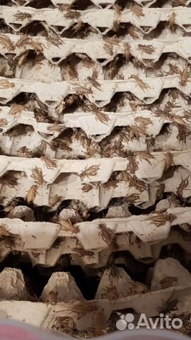 Сверчки домовые