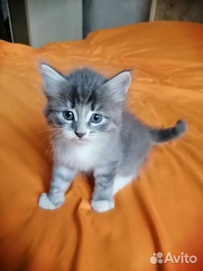Котята