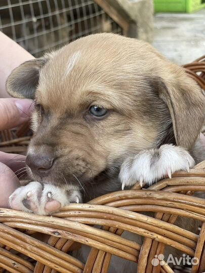 Щенок в добрые руки маленькой собаки бесплатно