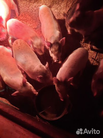 Поросенок ландрас