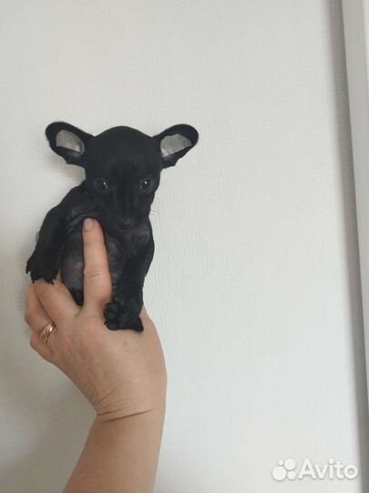 Чихуахуа, тойтерьеры, карликовые пинчеры Доставка