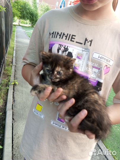 Котята в добрые руки бесплатно