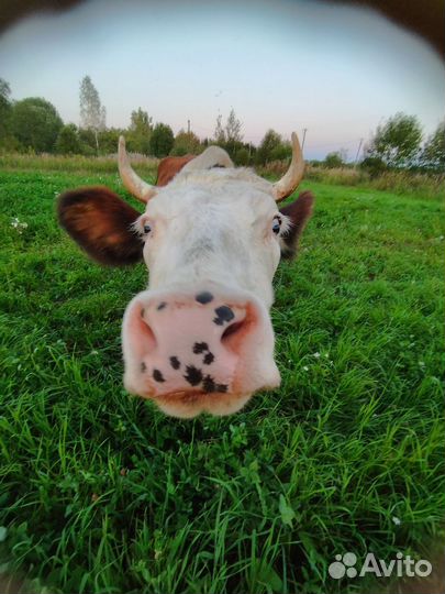 Корова дойная