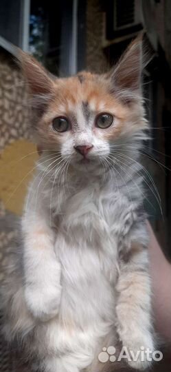 Котёнок девочка