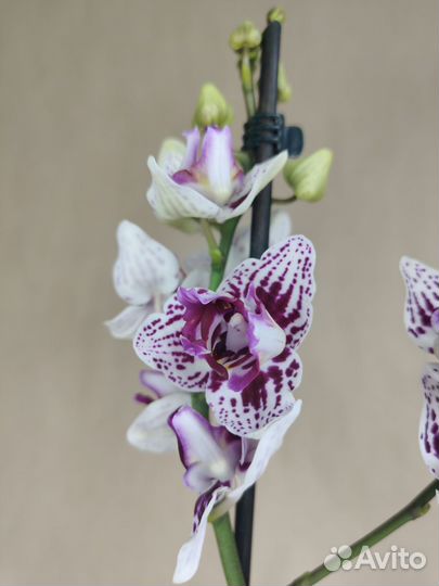 Орхидея