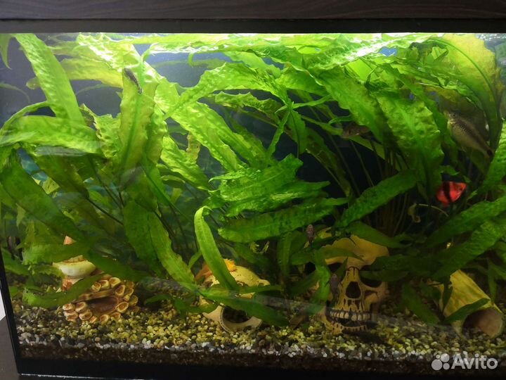 Сомики анциструсы