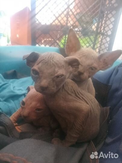 Котята сфинкс