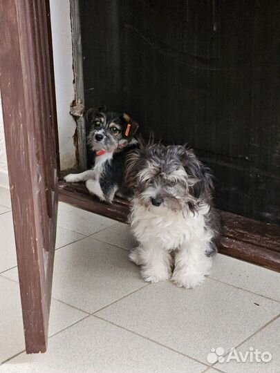 Молодые собачки мелкой породы