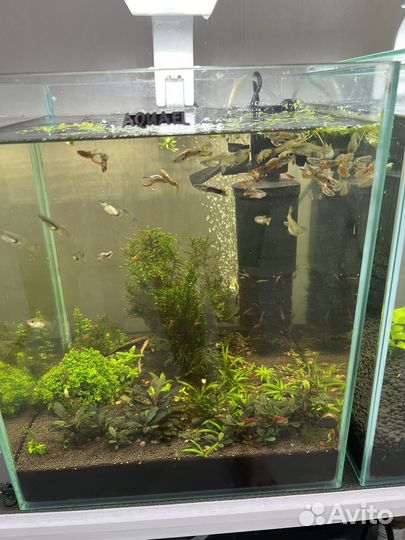 Гуппи эндлера