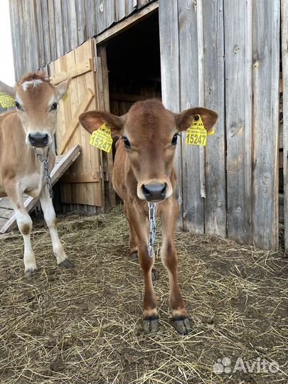 Телочки джерси (джерсейские) цена за голову