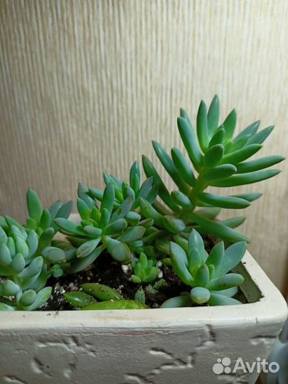 Очиток Моргана