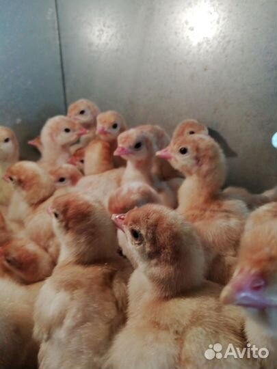 Индюшата биг