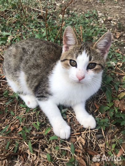 Ласковые котята