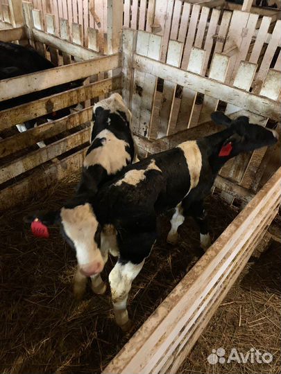 Крс бычки и телята холмогоры и голштины