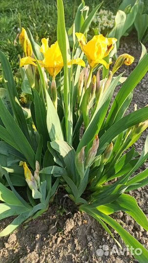 Ирис низкорослый желтый