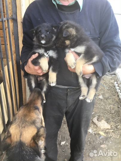 Щенки немецкой овчарки