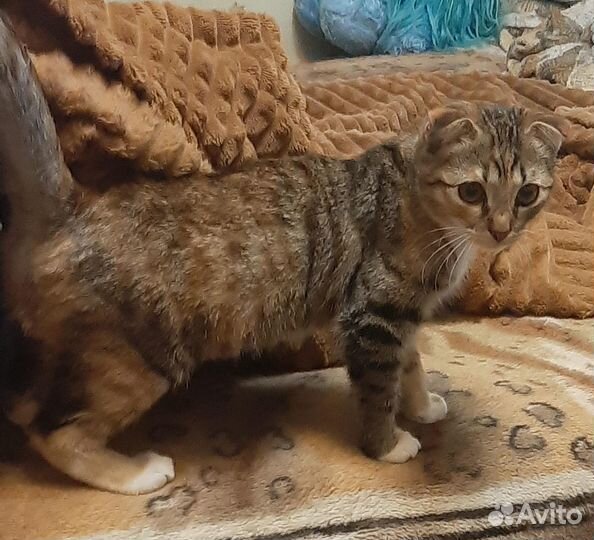 Ищу кошку