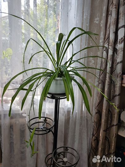 Хлорофитум, большое растение, комнатный цветок