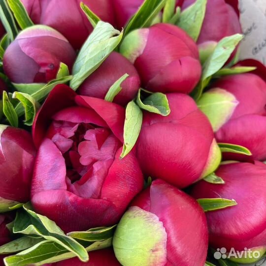 Пионы 12 51 101 Букеты Цветы Доставка