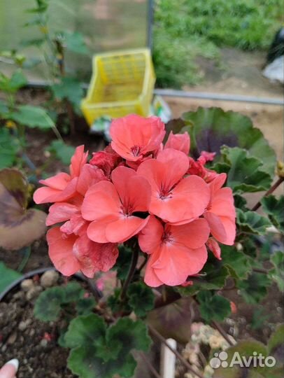 Пеларгония герань