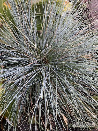 Овсянница, живучка, щавель- декоративный