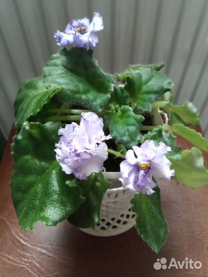 Цветущие фиалки