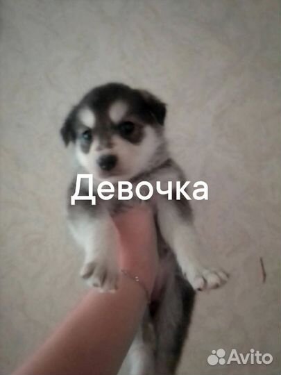 Отдам в добрые руки