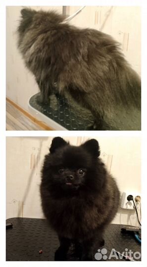 Груминг собак на дому (триминг, стриппинг)