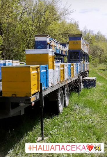 Мед натуральный акация