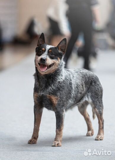 Австралийский хилер девочка шоу