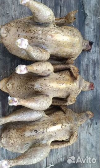 Мясо цесарки