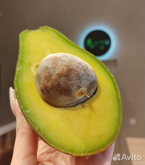 Авокадо свежее из Таиланда