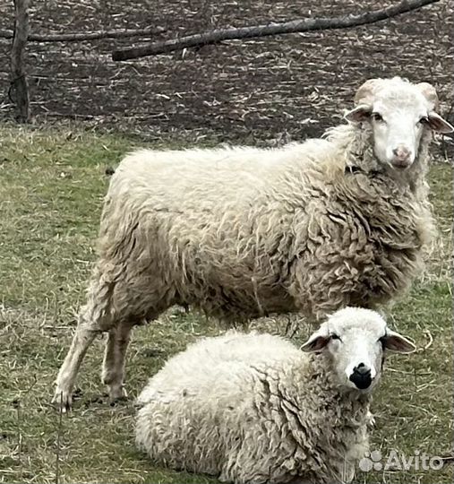 Бараны (кой)