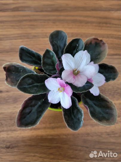 Фиалка розово-белая