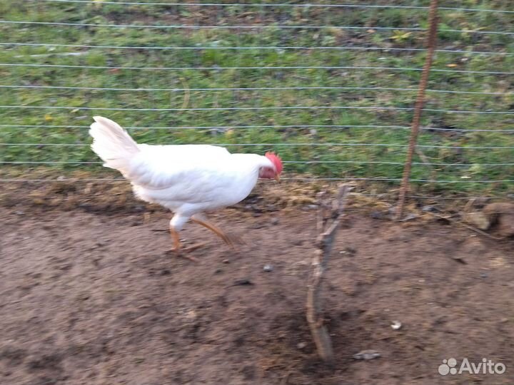 Молодые петушки