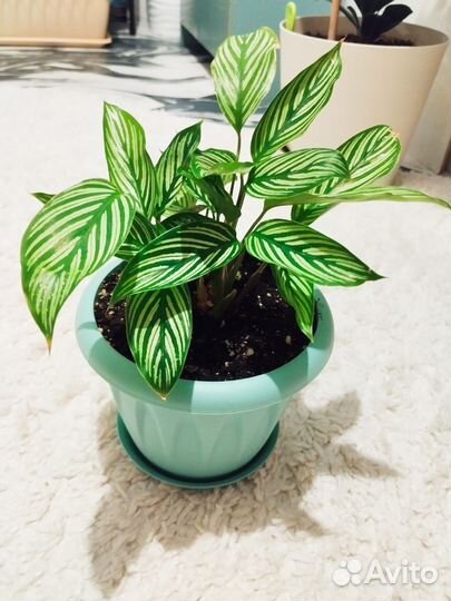 Калатея Виттата