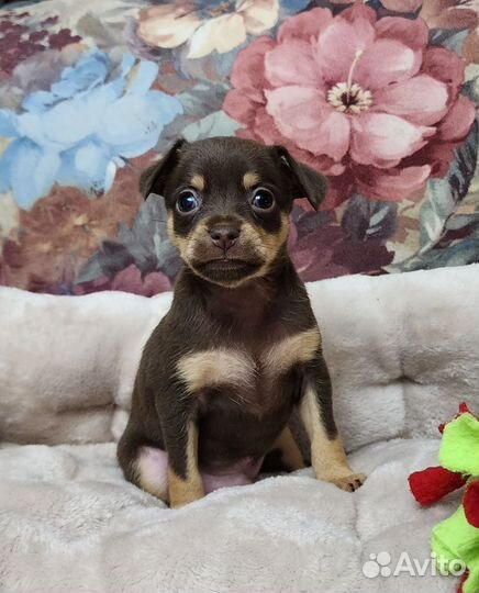 Мальчик тойчик РКФ