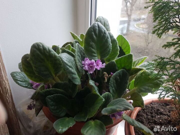 Комнатные цветы