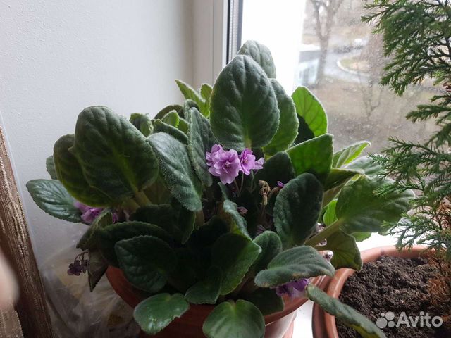 Комнатные цветы