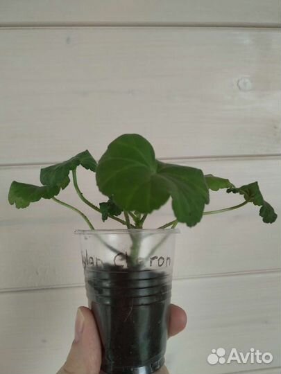 Пеларгония герань сортовая