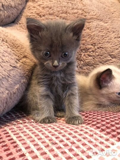 Отдам котят в добрые руки