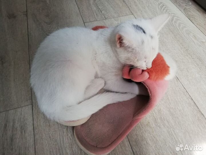 Котенок в добрые руки